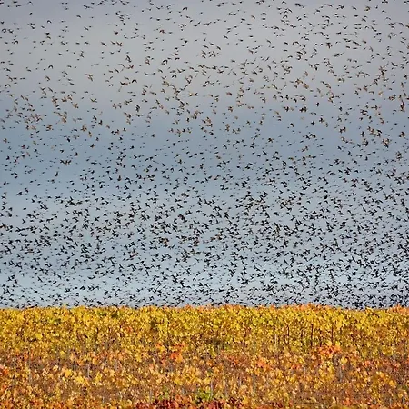 Semesterbostad L'aire Des Oiseaux *